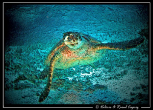 Painted turtle. 
Picture taken with a Canon G9. by Raoul Caprez 